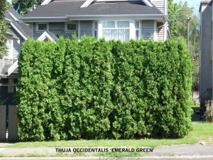 Thuja occidentalis 'Emerald Green' - hedge